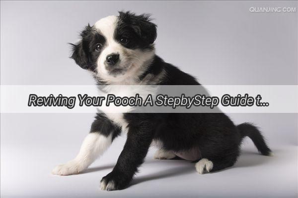 Reviving Your Pooch A StepbyStep Guide to Feeding Your Dog PostLoose Stools